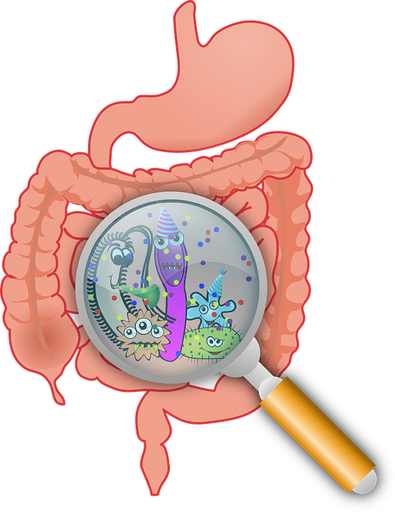 fiber and fat loss gut microbes