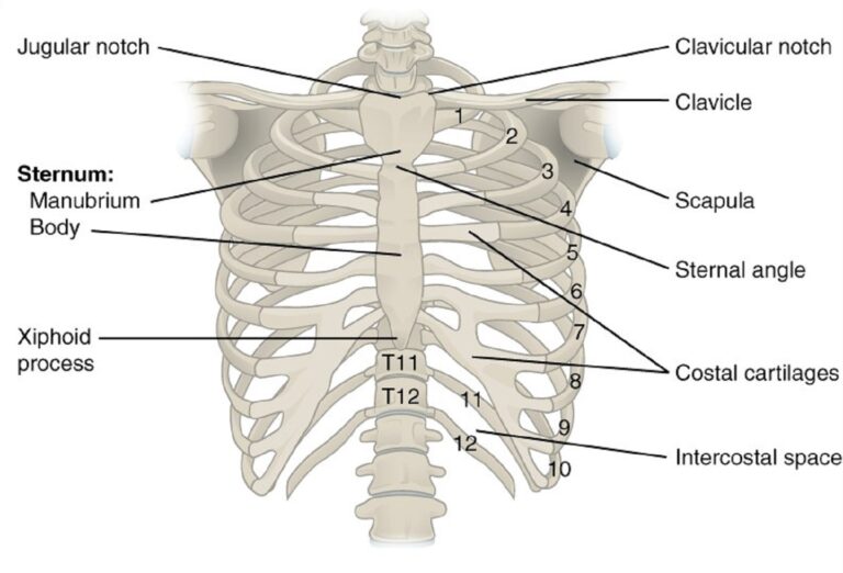 Rib Cage Expansion Training: Fact or Fiction? - The Barbell