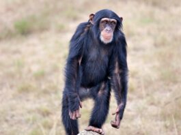 why chimps are stronger than humans