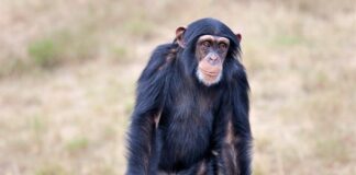 why chimps are stronger than humans