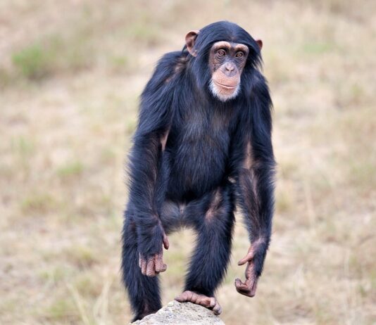 why chimps are stronger than humans
