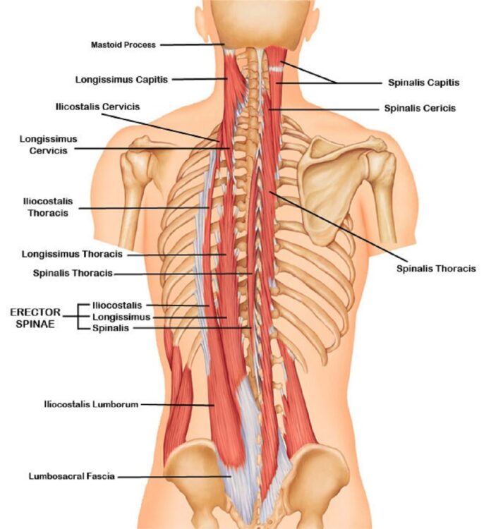 Best Lower Back Workouts - The Barbell