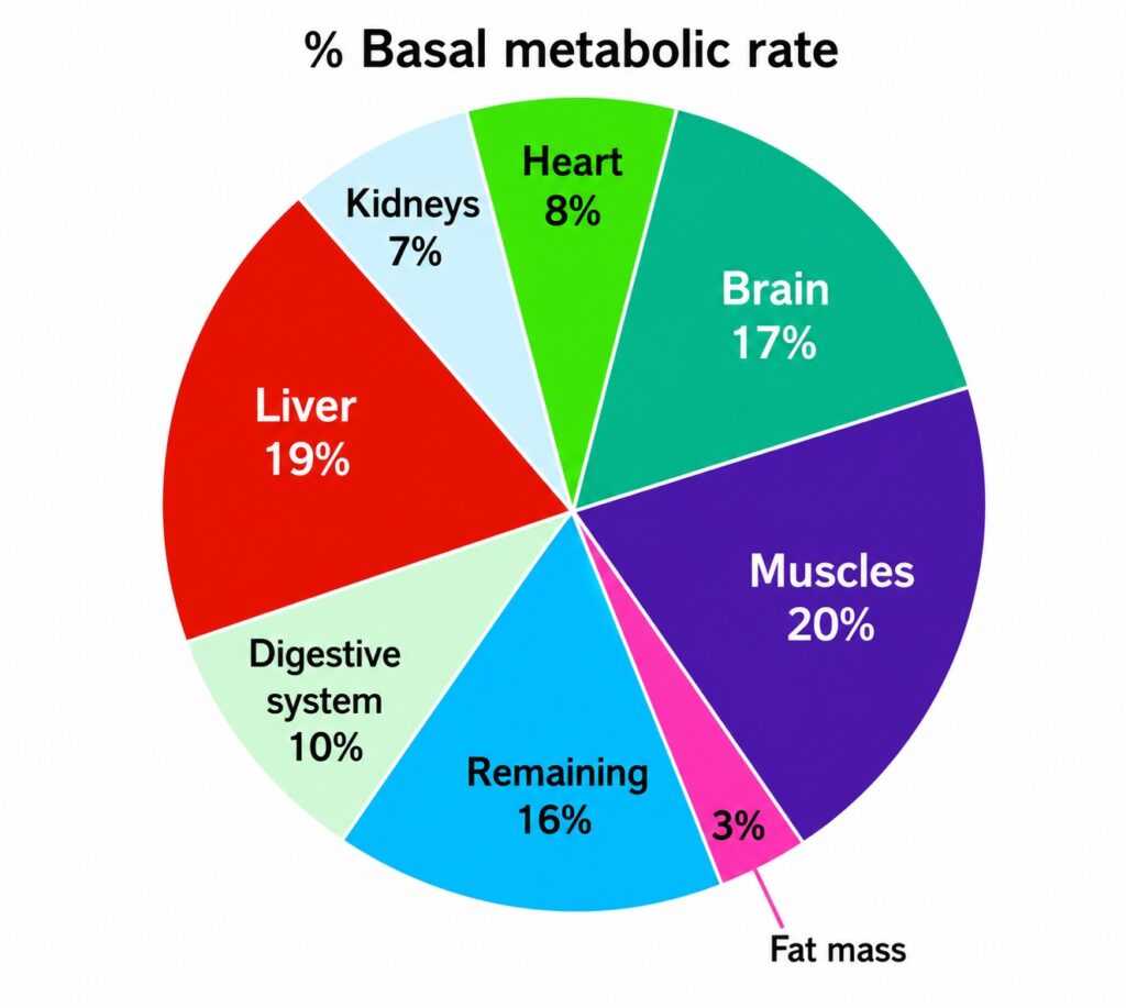 basal metabolic rate